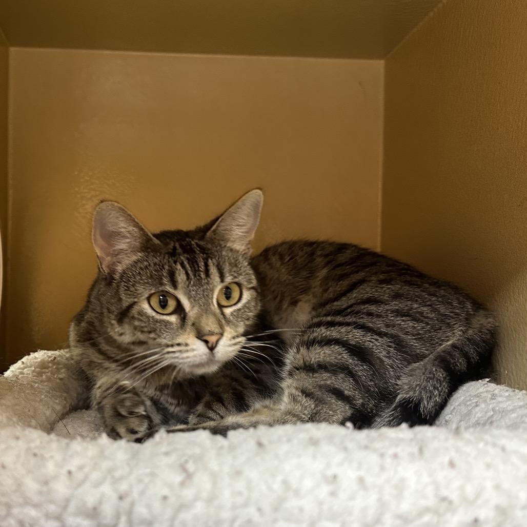 Pancha, a Adoptable Domestic Short Hair in Spokane, WA image 3/3