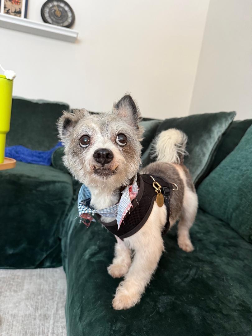 Enlarge Gizmo, an adopted mixed breed in Wadsworth, OH image 1/2