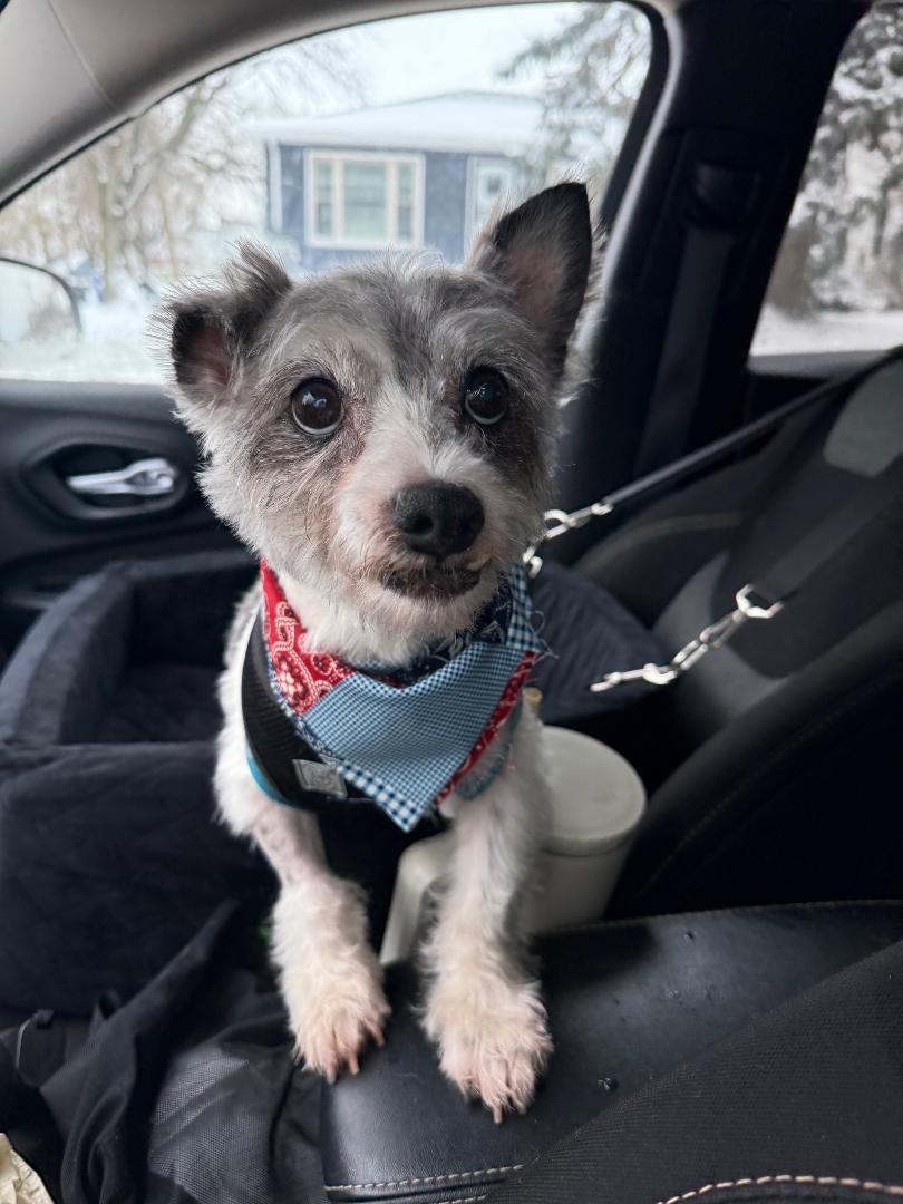 Enlarge Gizmo, an adopted mixed breed in Wadsworth, OH image 2/2