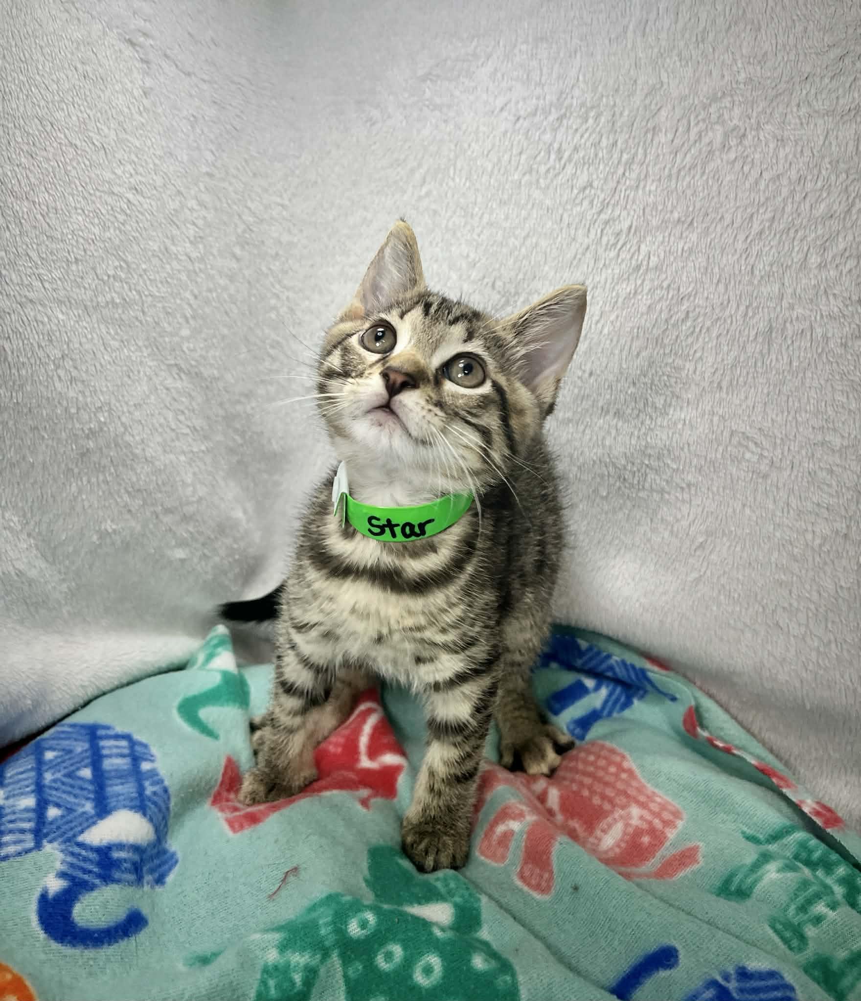 Star, a ADOPTABLE Tabby in Tavares, FL image 2/3