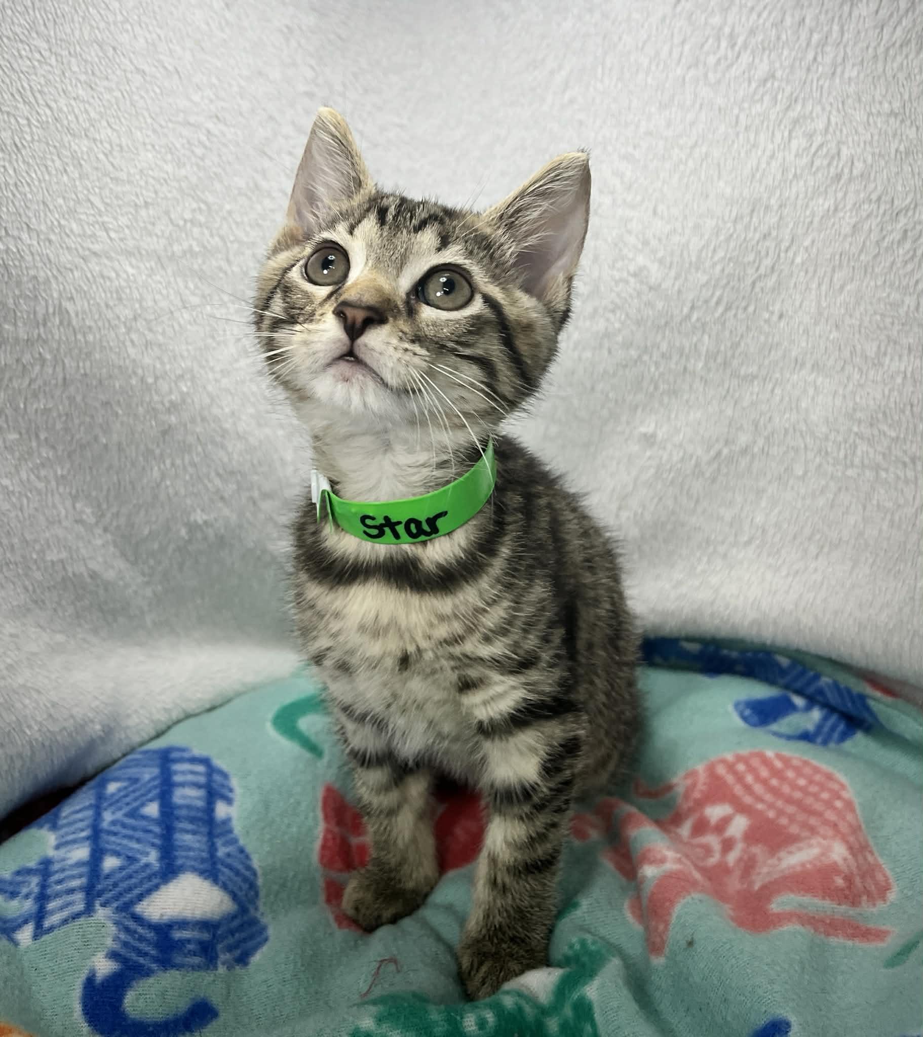 Star, a ADOPTABLE Tabby in Tavares, FL image 1/3