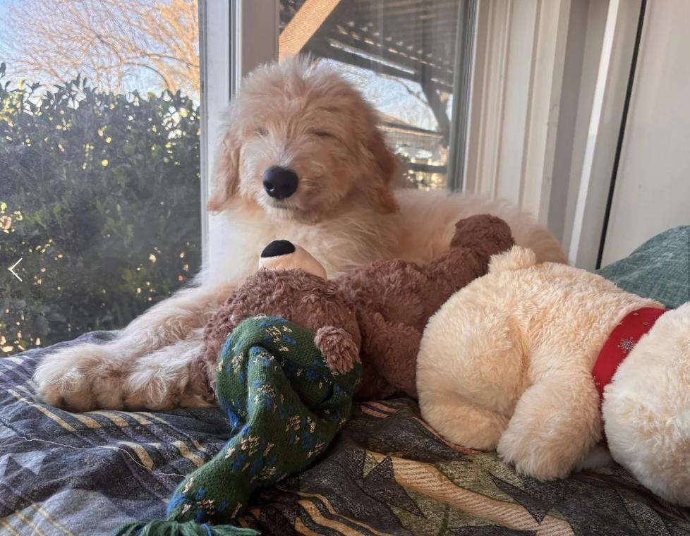 Guapo, ADOPTABLE, Puppy Male Poodle & Husky.