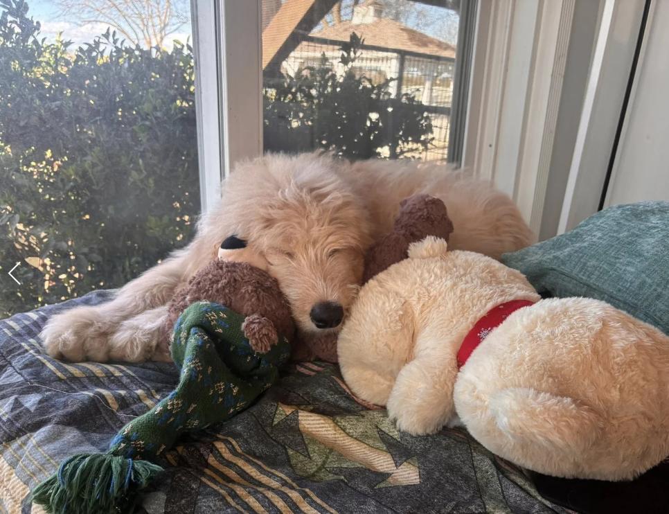 Enlarge Guapo, a ADOPTABLE mixed breed in Davis, CA image 2/2