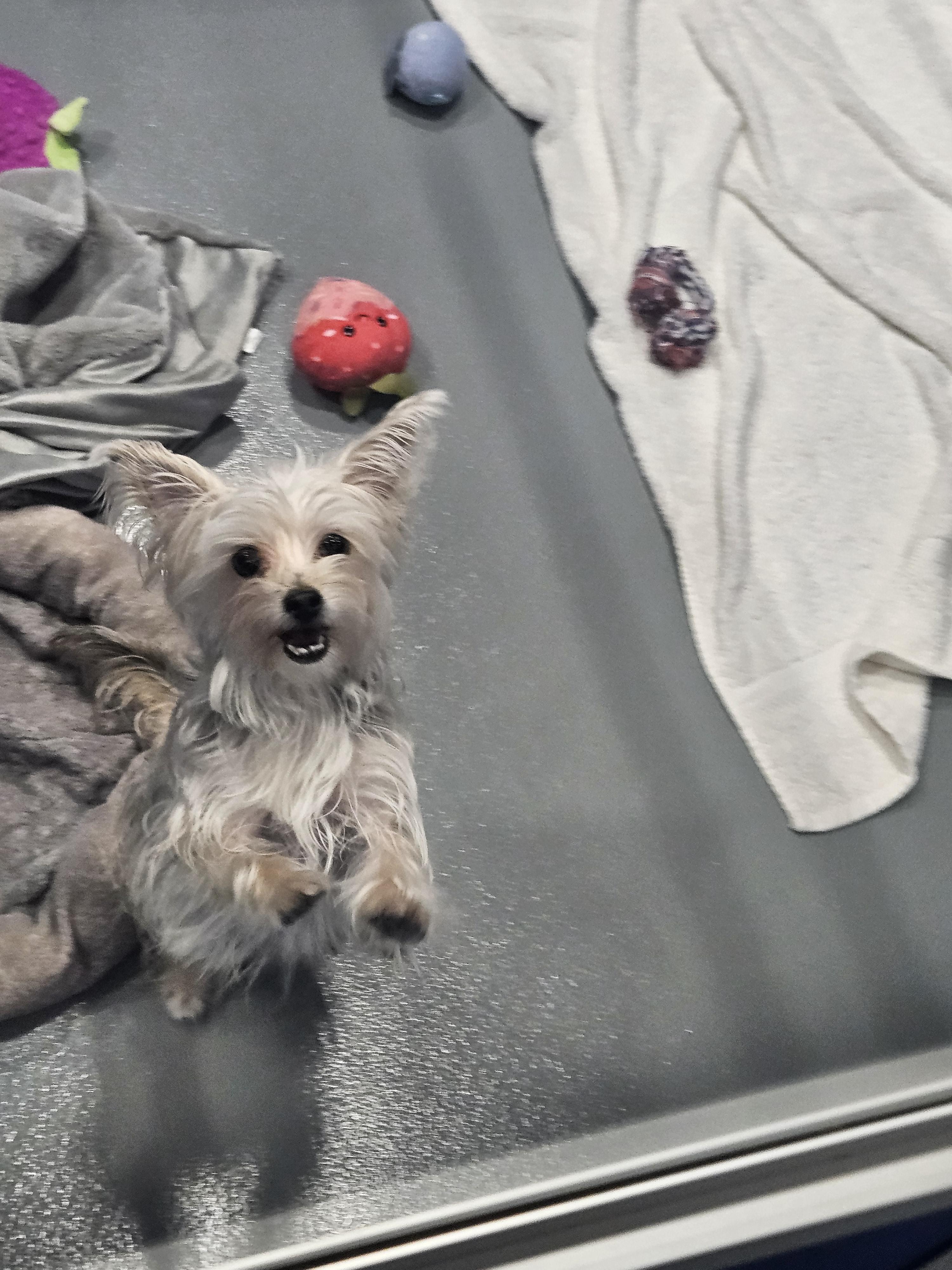 Alma - In Foster, ADOPTABLE, Adult Female Yorkshire Terrier & Maltese.