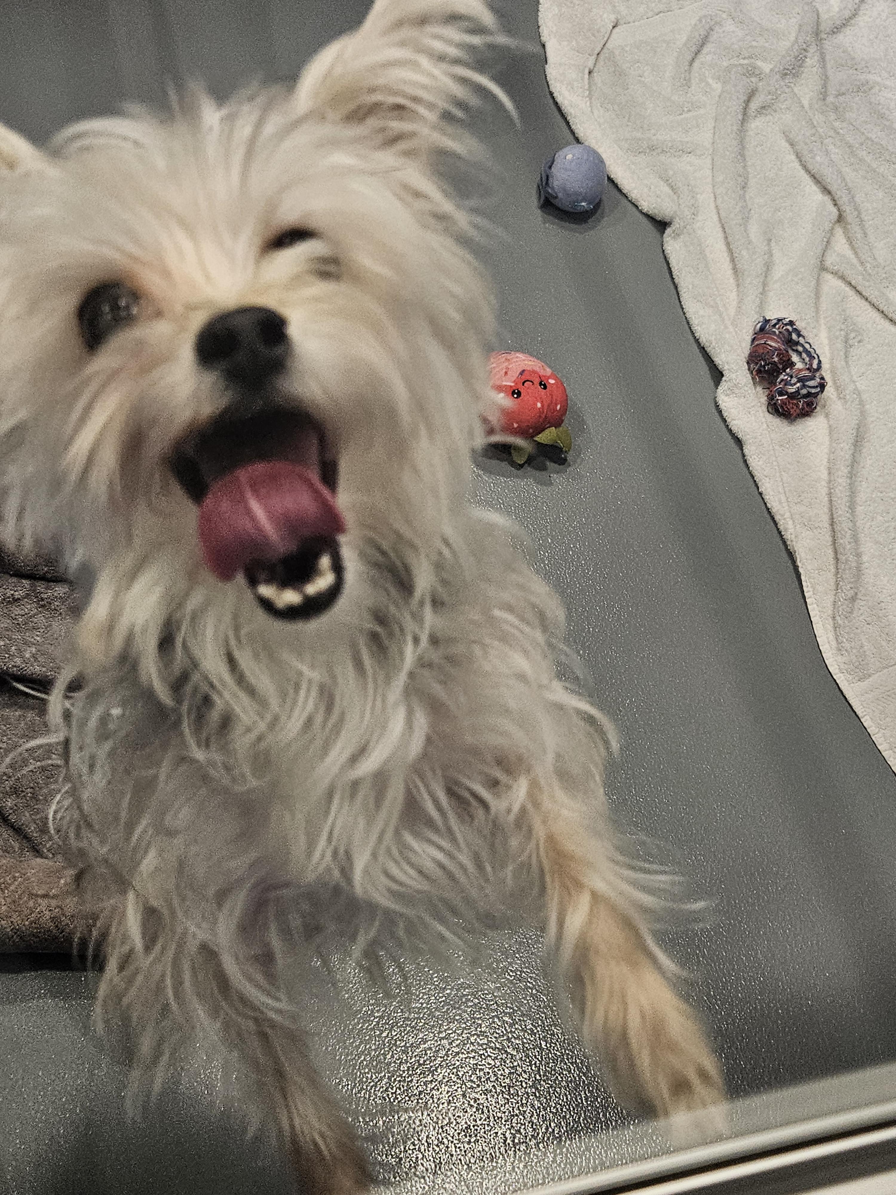 Enlarge Alma - In Foster, a ADOPTABLE mixed breed in Kalamazoo, MI image 2/2