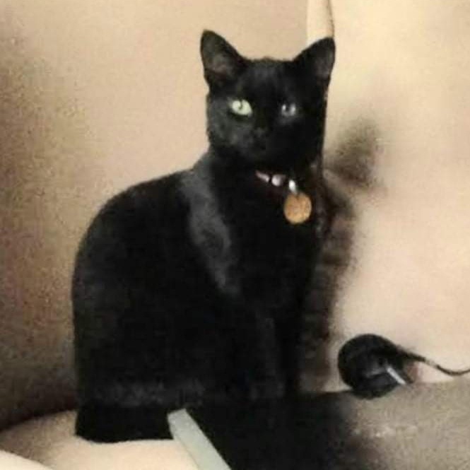 MAGNOLIA, Adoptable, Adult Female Domestic Short Hair.