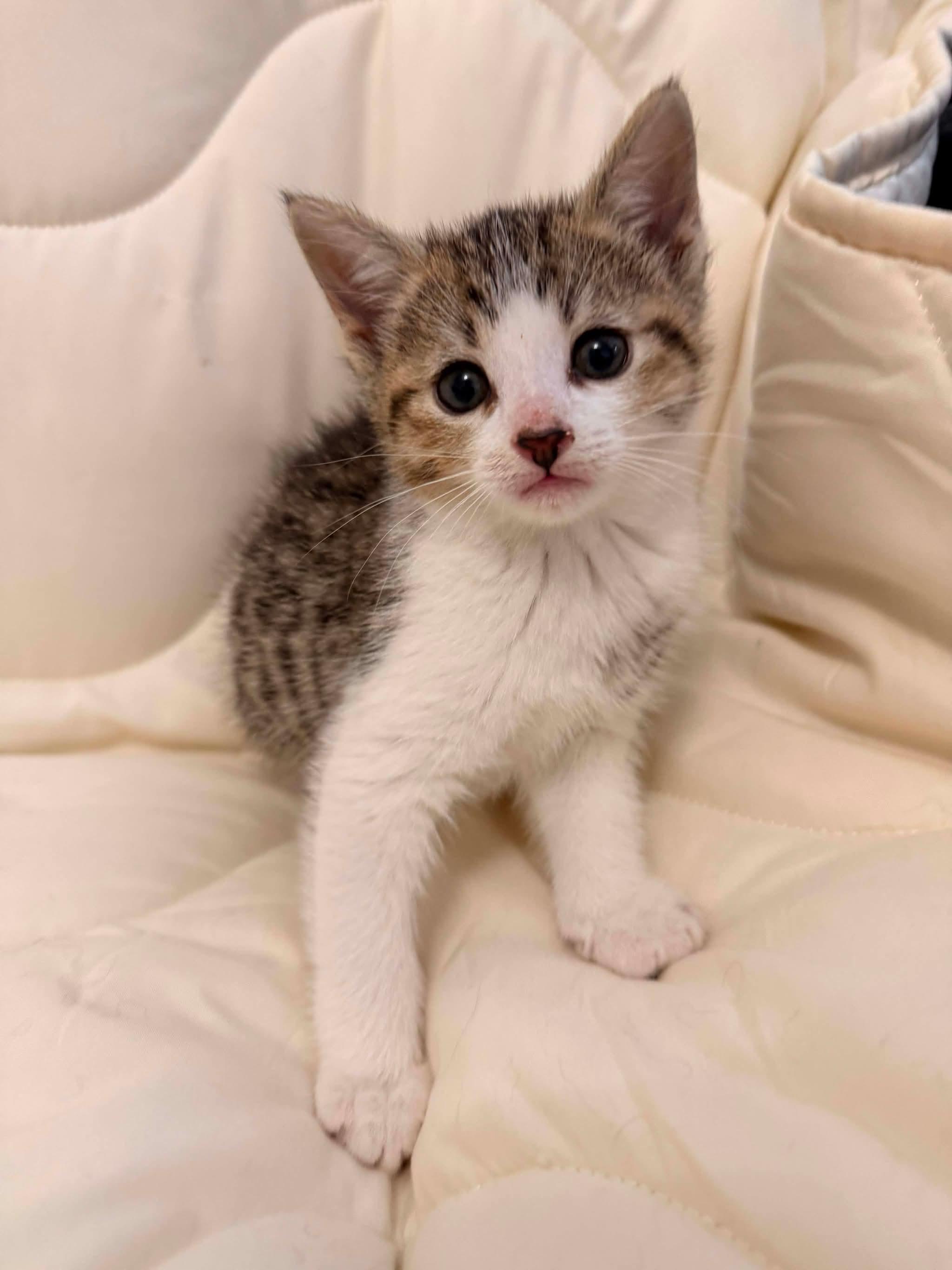 SWIPER, an adopted Domestic Short Hair in Tillsonburg, ON image 5/5