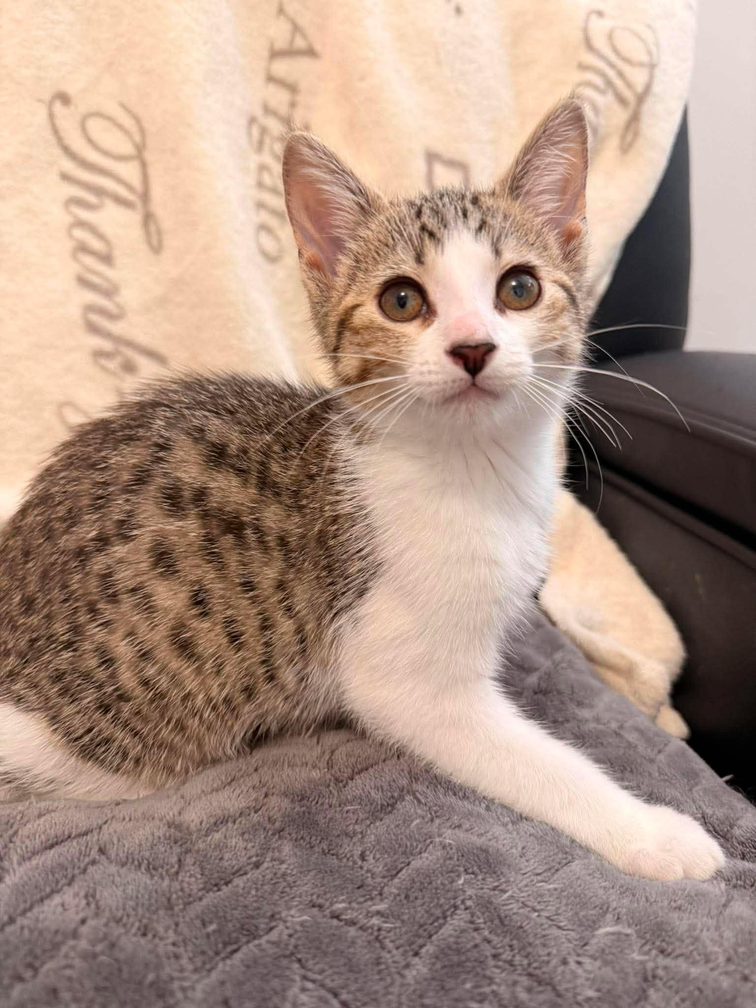 SWIPER, an adopted Domestic Short Hair in Tillsonburg, ON image 3/5