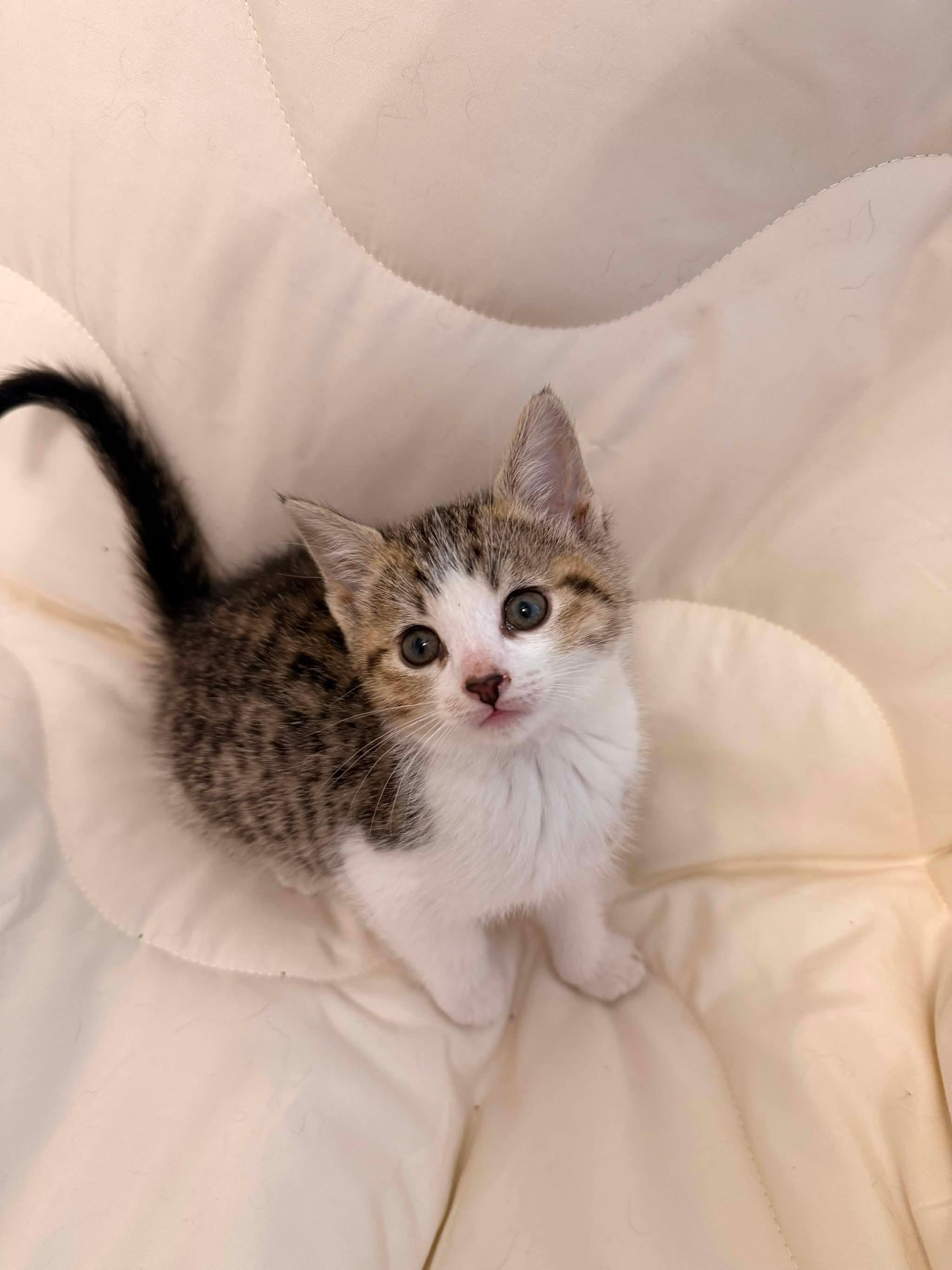 SWIPER, an adopted Domestic Short Hair in Tillsonburg, ON image 2/5