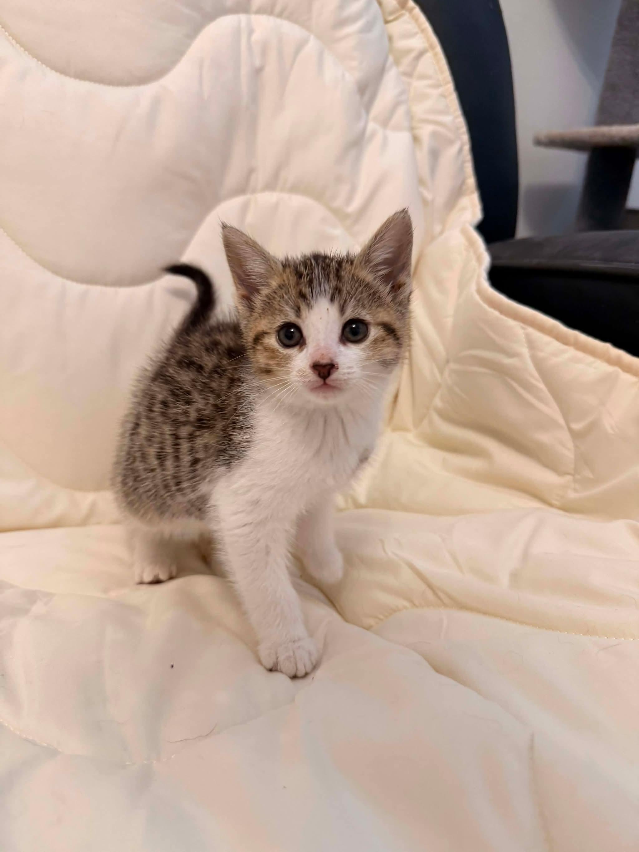 SWIPER, an adopted Domestic Short Hair in Tillsonburg, ON image 4/5