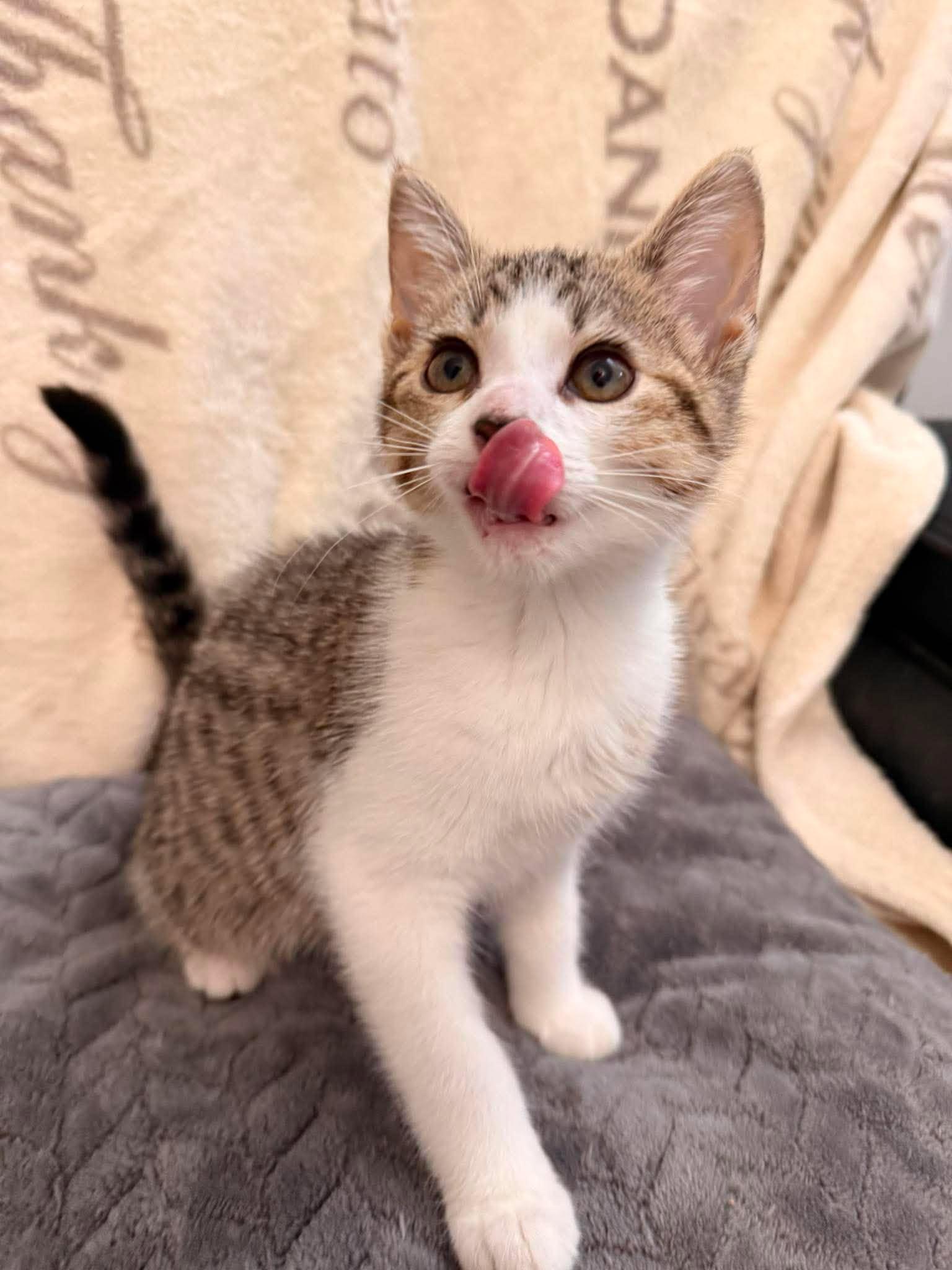 SWIPER, an adopted Domestic Short Hair in Tillsonburg, ON image 1/5