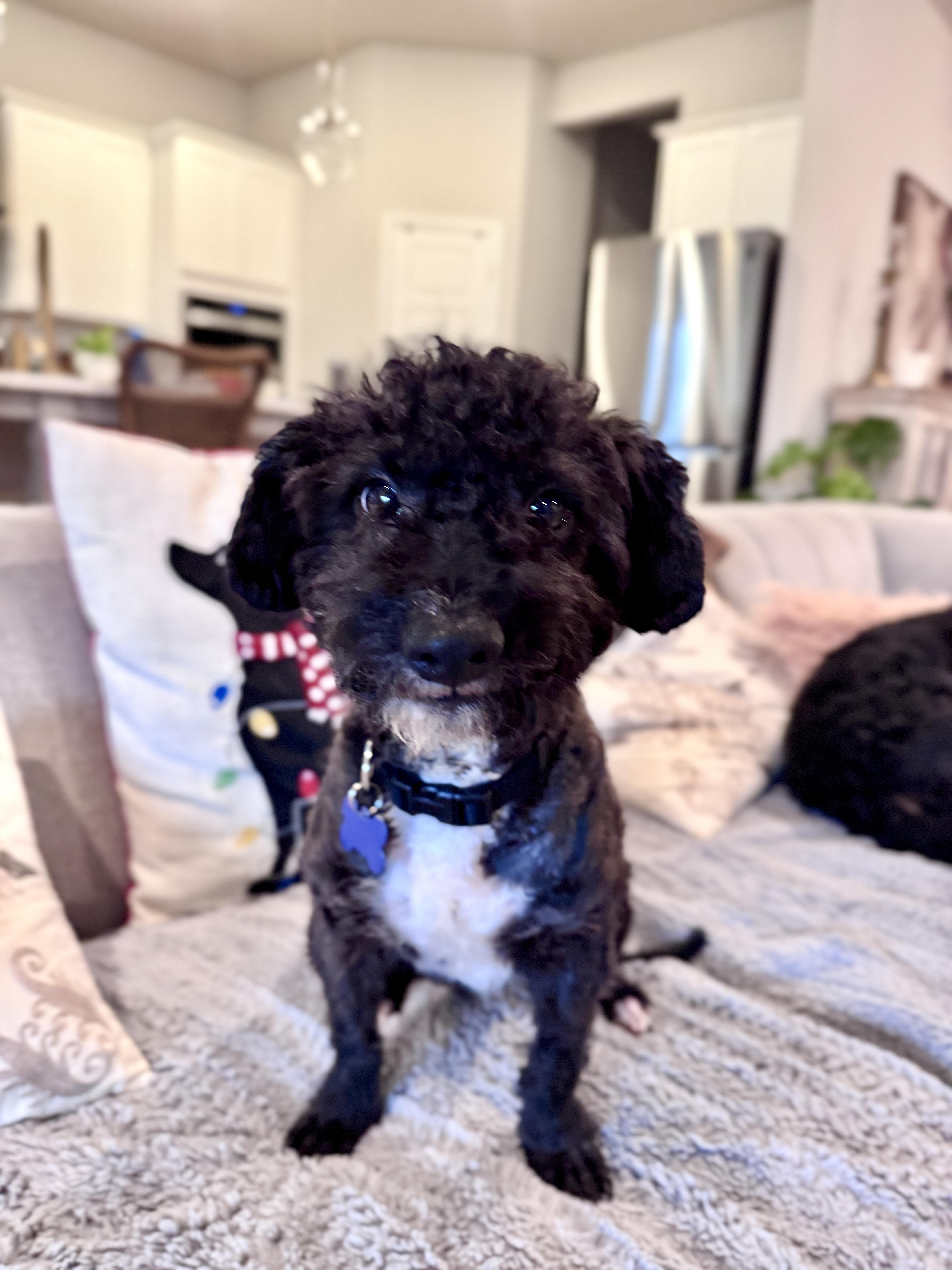 Echo, adopted, Young Male Miniature Poodle.