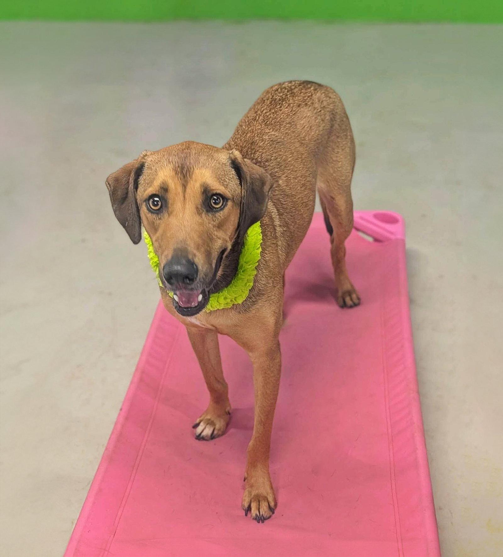 Henry, Adoptable, Young Male German Shepherd Dog & Labrador Retriever.