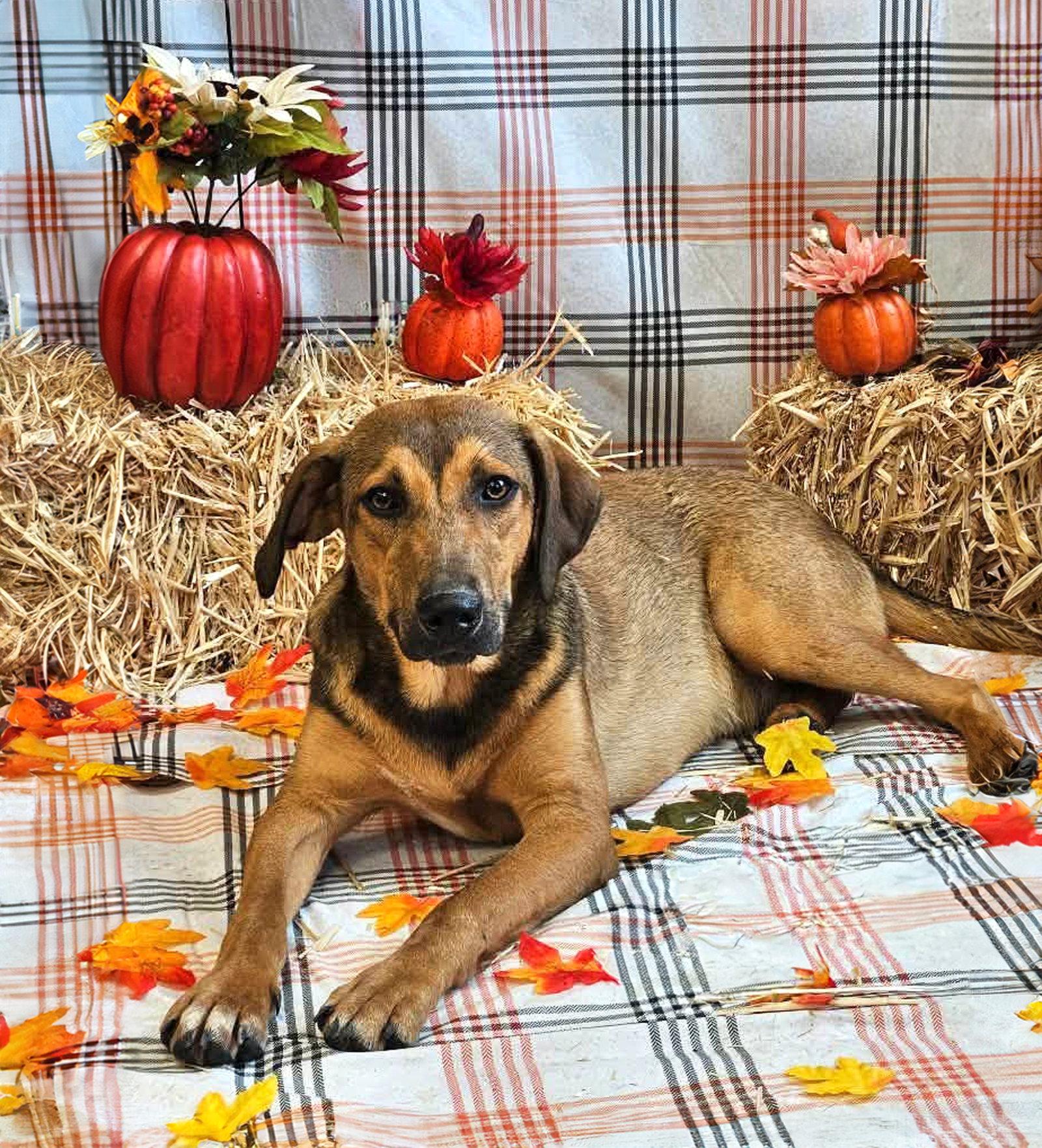 Enlarge Henry, a Adoptable mixed breed in Coatesville, PA image 2/3