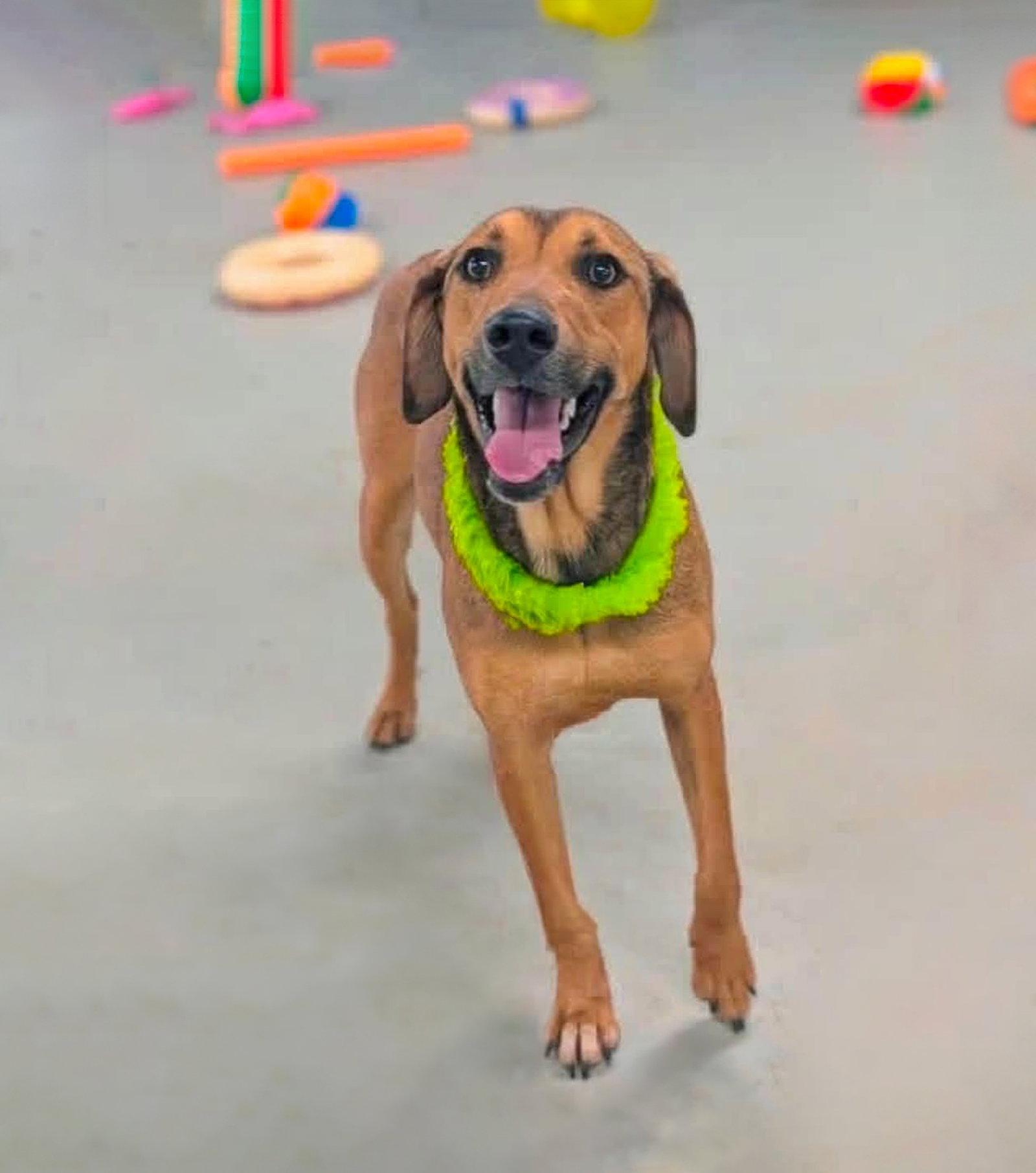 Enlarge Henry, a Adoptable mixed breed in Coatesville, PA image 3/3