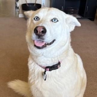 Haylee, Adult Female Siberian Husky