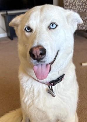 Haylee, an adoptable Siberian Husky, German Shepherd Dog in Pasco, WA, 99301 | Photo Image 5
