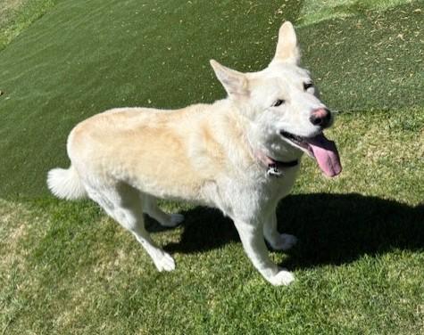 Enlarge Haylee, a Adoptable mixed breed in Pasco, WA image 3/6