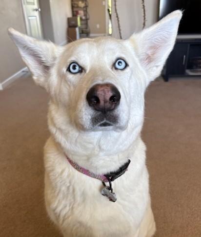 Enlarge Haylee, a Adoptable mixed breed in Pasco, WA image 4/6