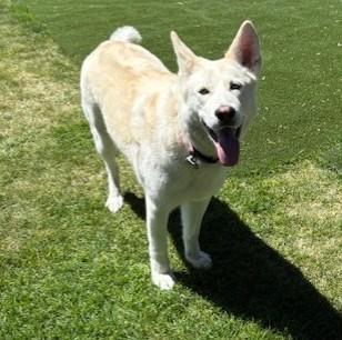 Enlarge Haylee, a Adoptable mixed breed in Pasco, WA image 5/6