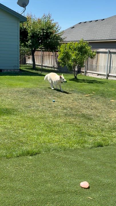 Enlarge Haylee, a Adoptable mixed breed in Pasco, WA video 2/6
