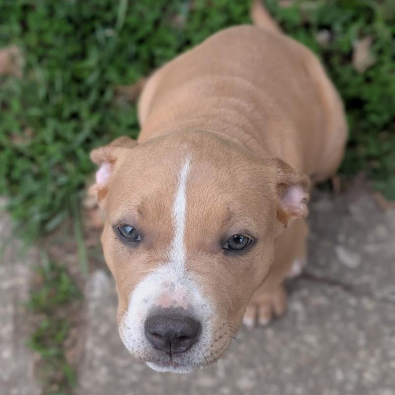 Mashed, a Adoptable mixed breed in North Charleston, SC image 1/6