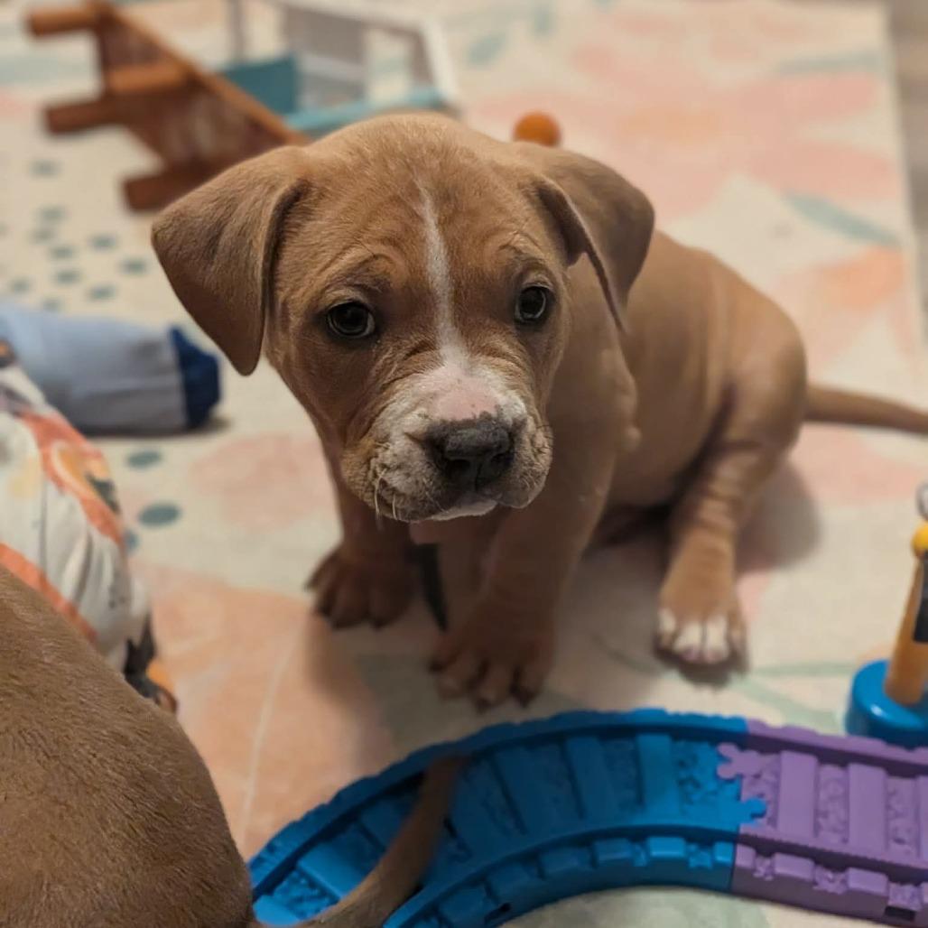 Mashed, Adoptable, Puppy Female Boxer & Mixed Breed.