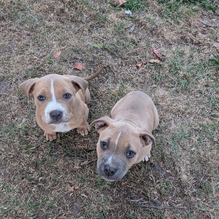Enlarge Mashed, a Adoptable mixed breed in North Charleston, SC image 3/5