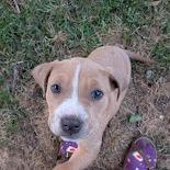 Enlarge Mashed, a Adoptable mixed breed in North Charleston, SC image 4/5