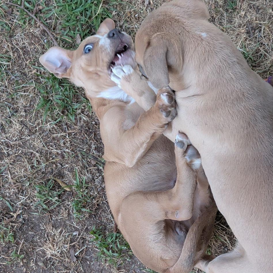 Enlarge Mashed, a Adoptable mixed breed in North Charleston, SC image 5/5