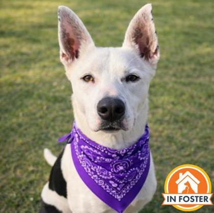 Marbles, Adoptable, Adult Female Mixed Breed & Mixed Breed.