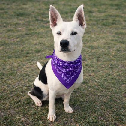 Enlarge Marbles, a Adoptable mixed breed in Merriam, KS image 2/3