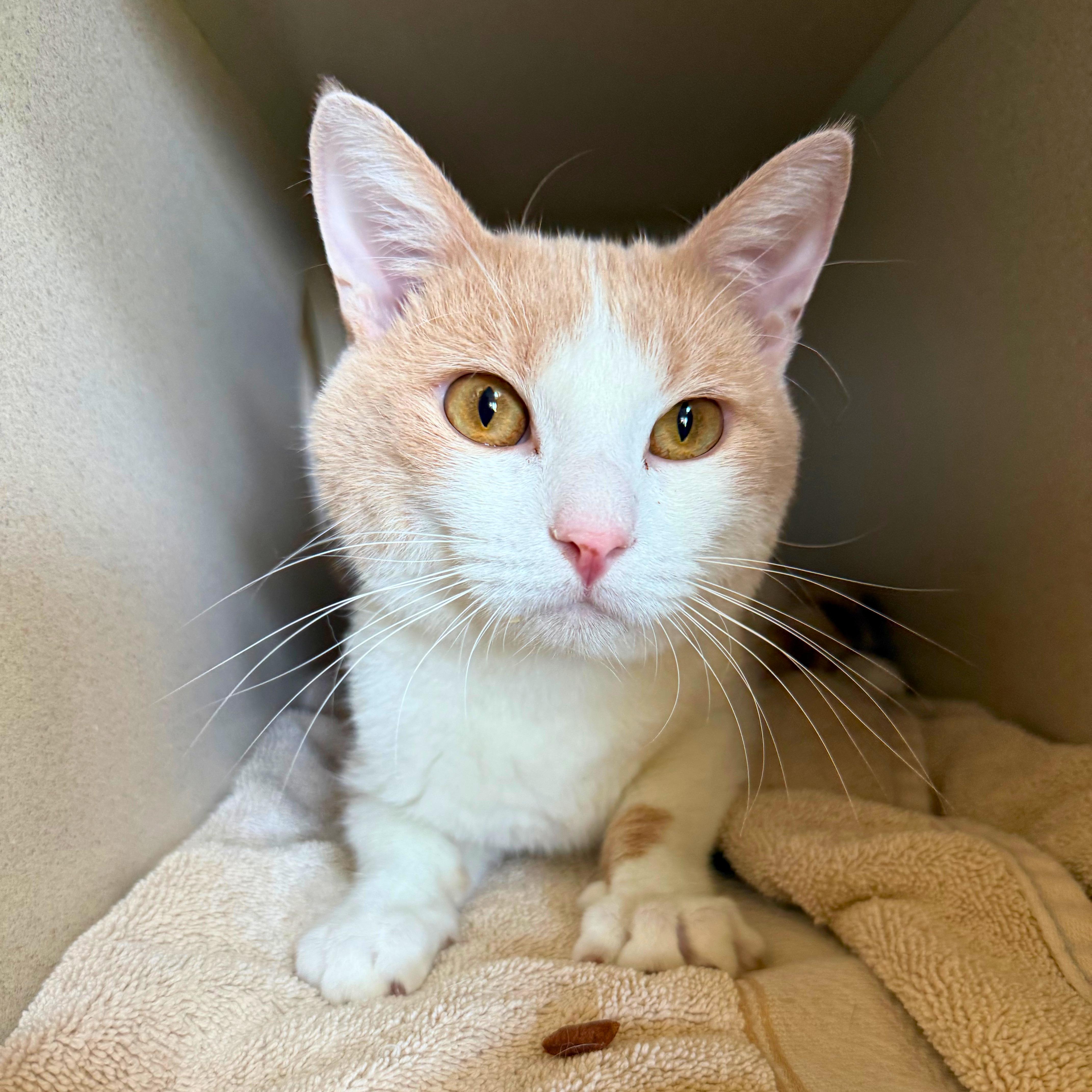 Enlarge Peaches, a Adoptable Domestic Short Hair in Ridgway, CO image 2/6