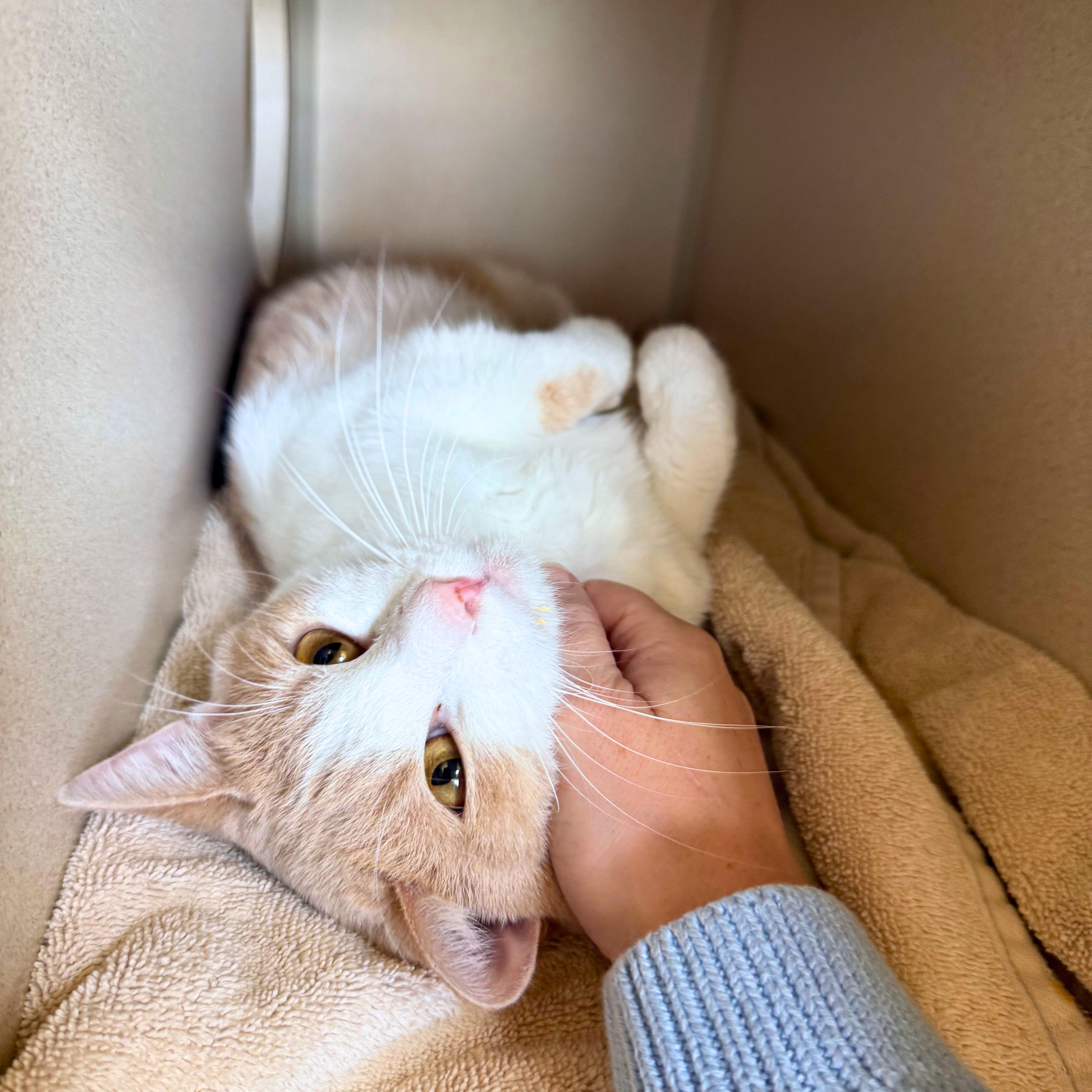Enlarge Peaches, a Adoptable Domestic Short Hair in Ridgway, CO image 5/6