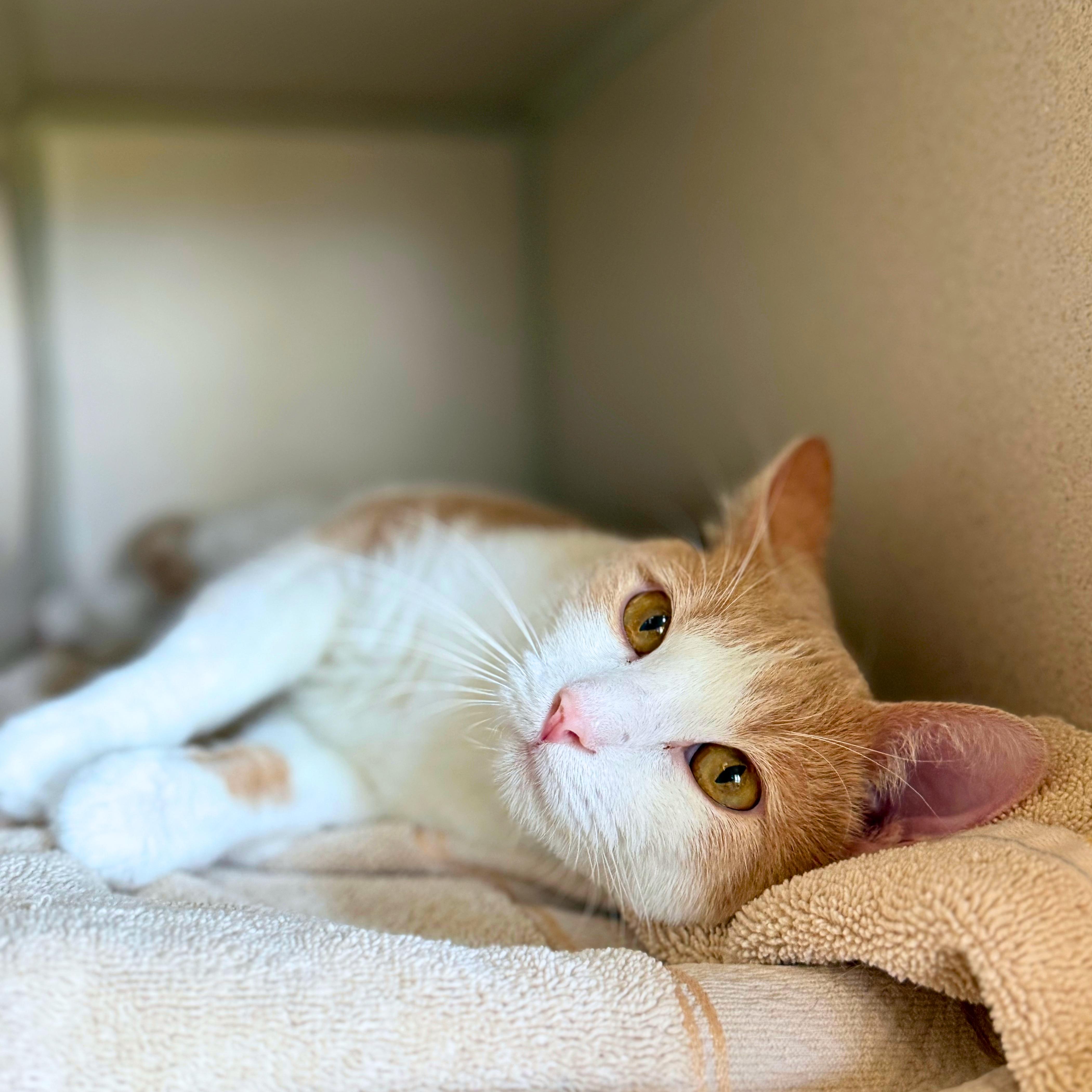 Peaches, Adoptable, Adult Male Domestic Short Hair.