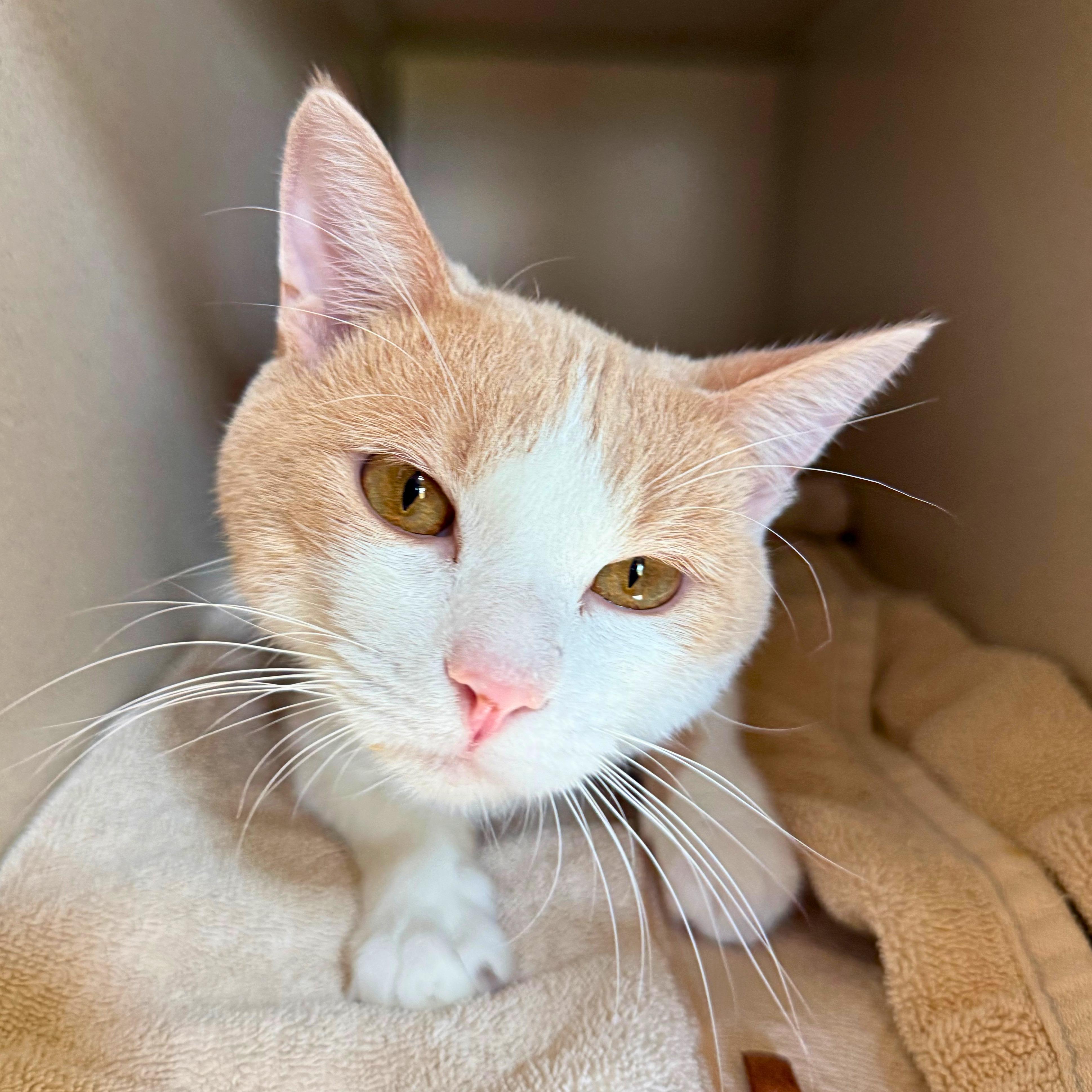 Enlarge Peaches, a Adoptable Domestic Short Hair in Ridgway, CO image 3/6
