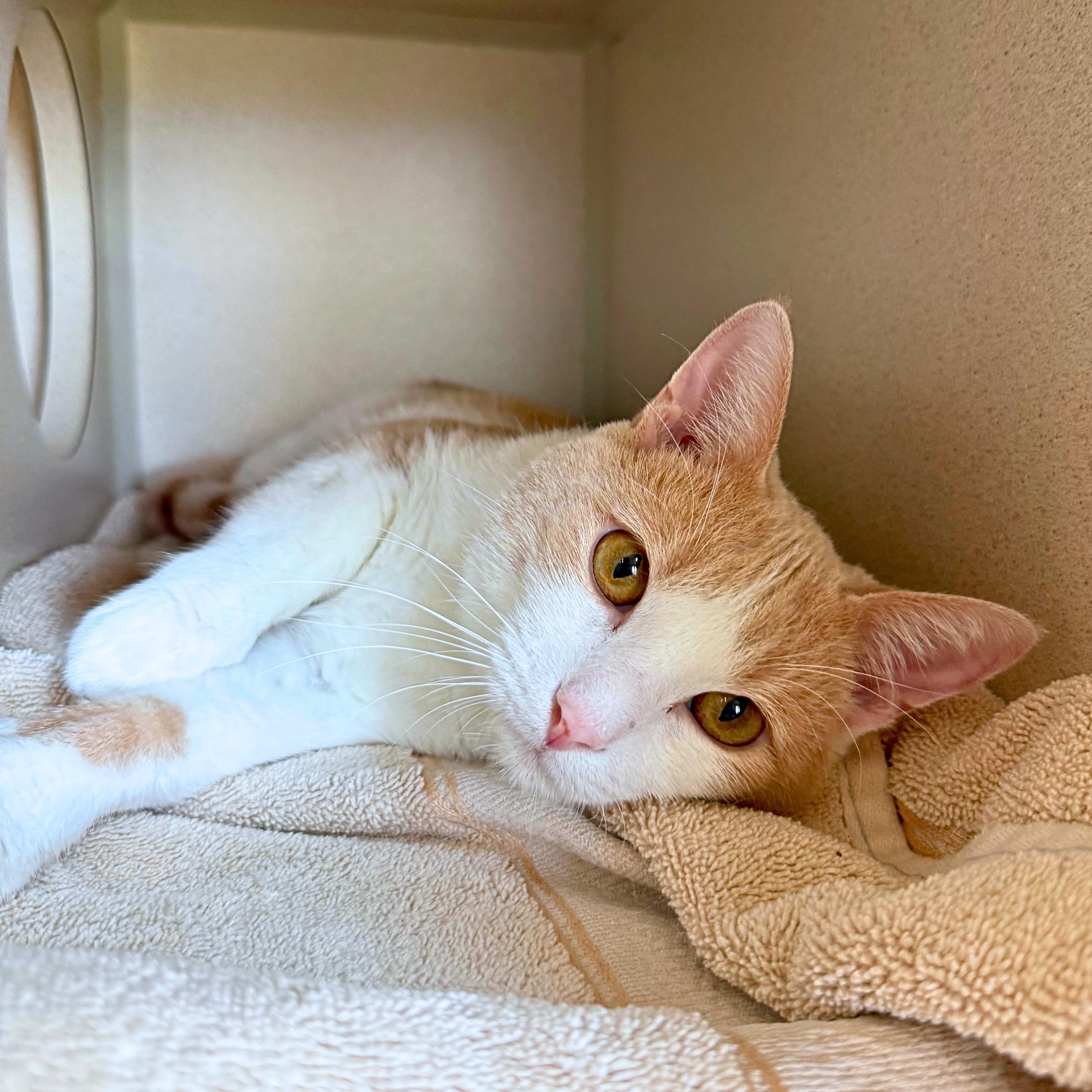 Enlarge Peaches, a Adoptable Domestic Short Hair in Ridgway, CO image 4/6