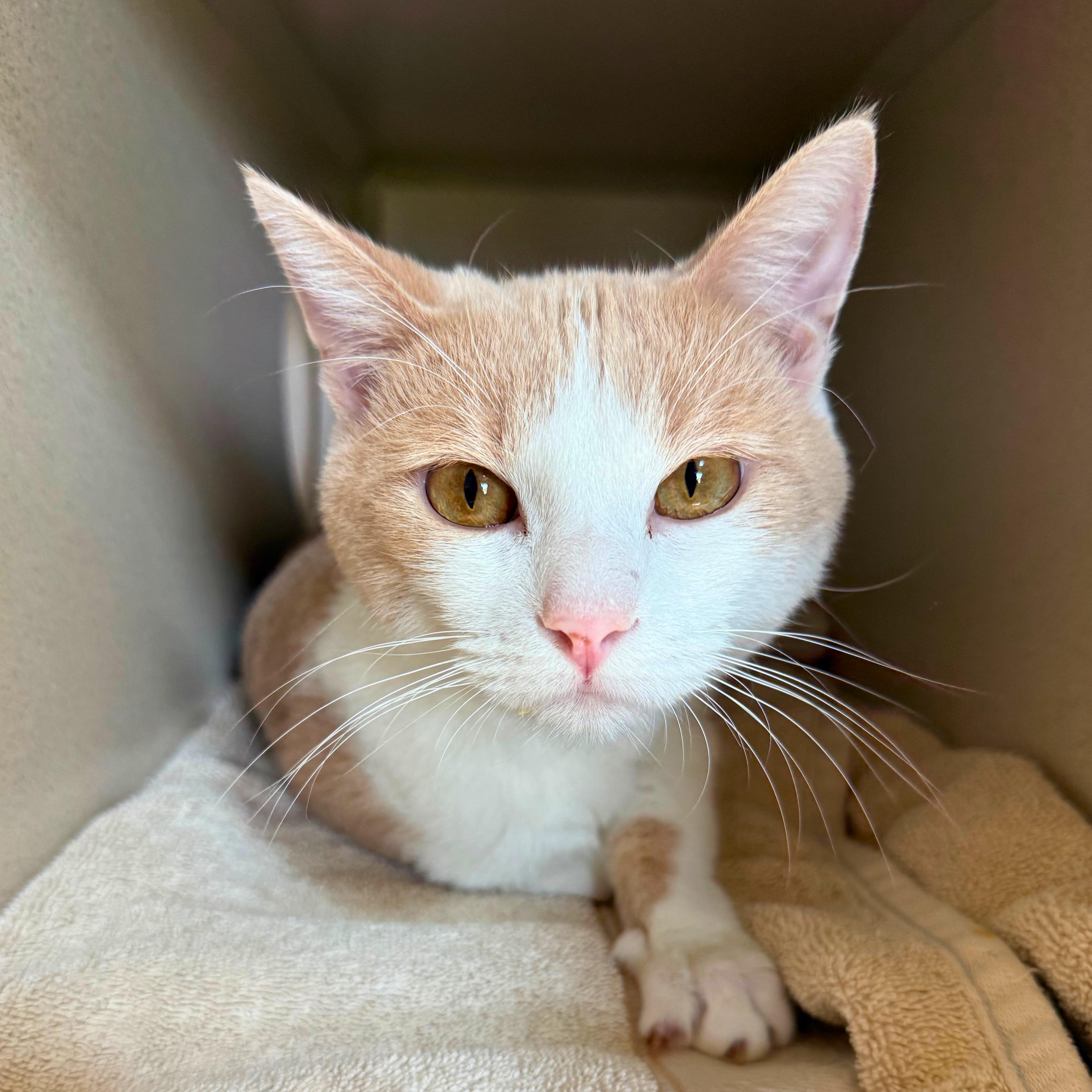 Enlarge Peaches, a Adoptable Domestic Short Hair in Ridgway, CO image 6/6