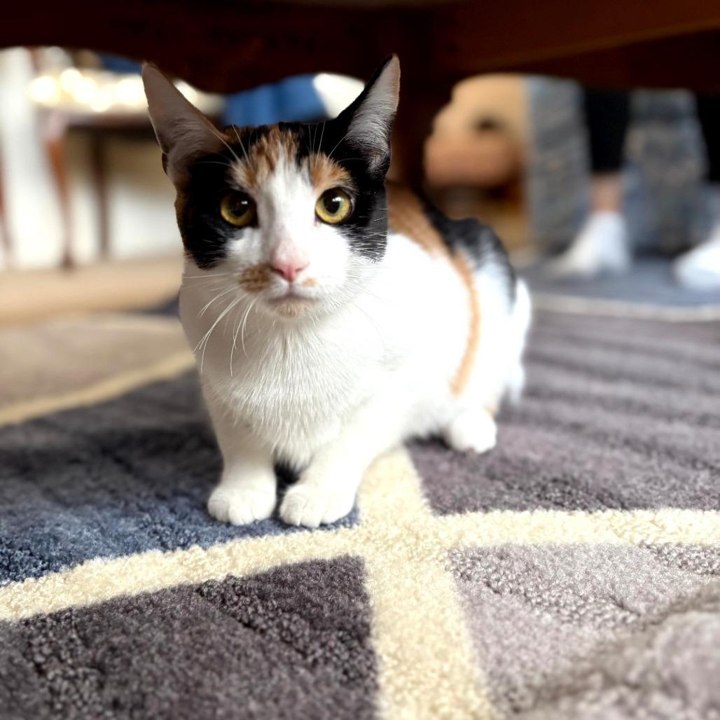 Enlarge Candy, a Adoptable Domestic Short Hair in Chatsworth, CA image 1/1