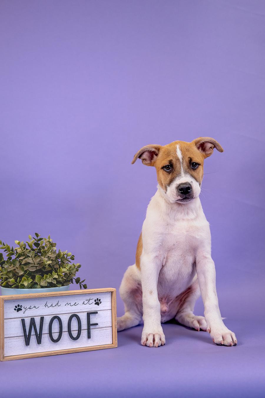 416-26, ADOPTABLE, Puppy Male Mountain Cur.