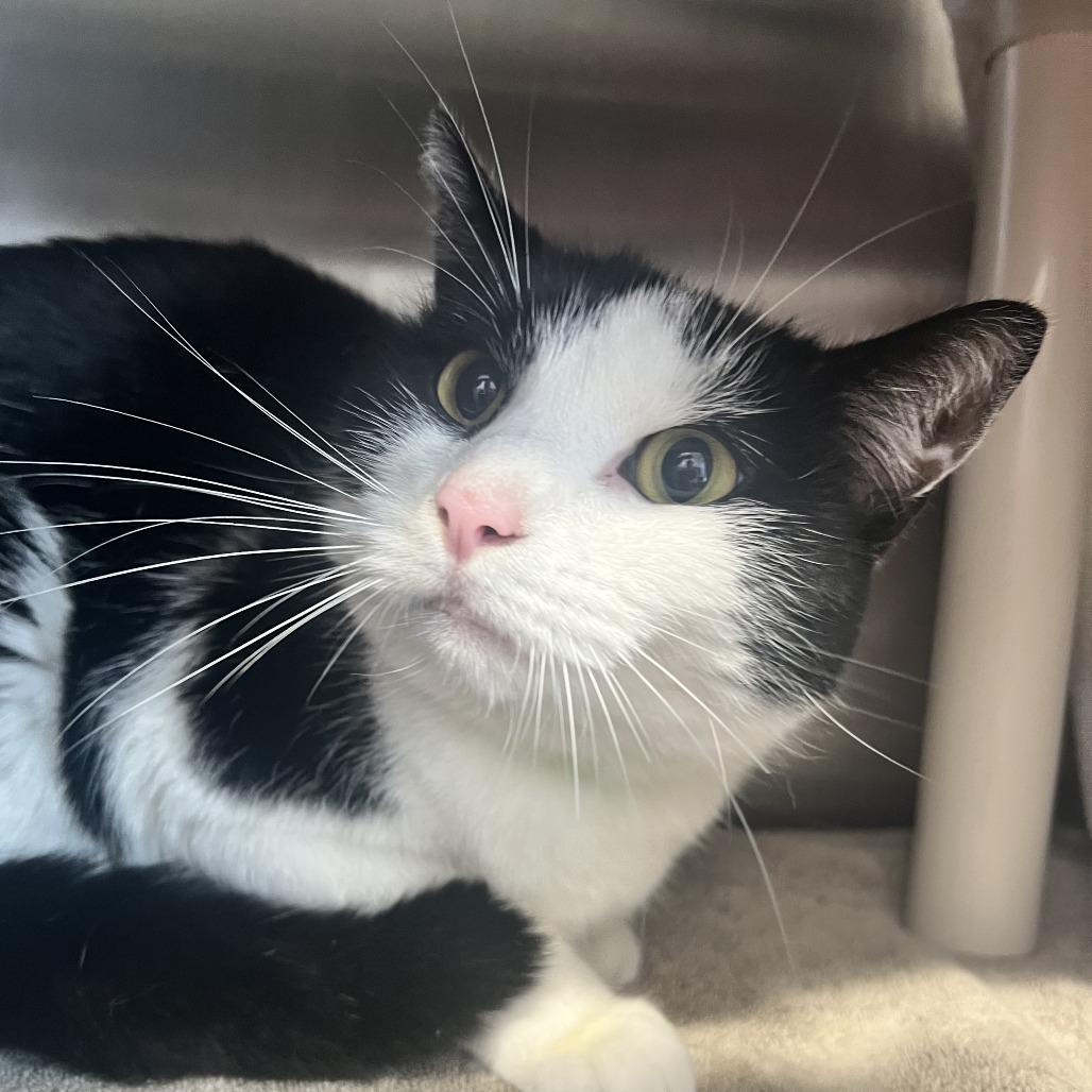 Buster, Adoptable, Adult Male Domestic Short Hair & Mixed Breed.