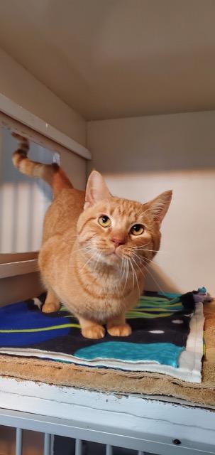 Enlarge Bowser, an adopted Domestic Short Hair in Hutchinson, MN image 1/3