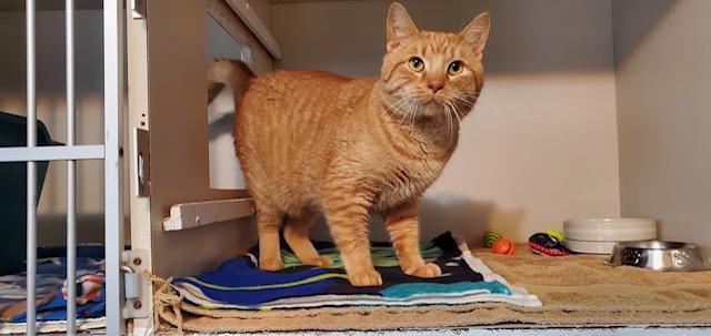 Enlarge Bowser, an adopted Domestic Short Hair in Hutchinson, MN image 3/3