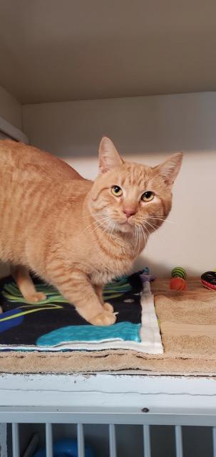 Enlarge Bowser, an adopted Domestic Short Hair in Hutchinson, MN image 2/3