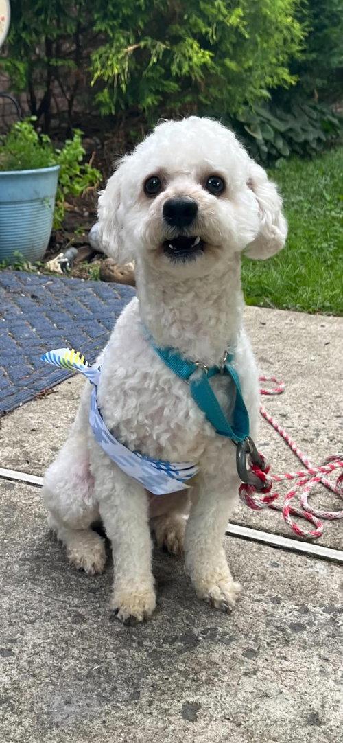 Enlarge Benji, a ADOPTABLE Bichon Frise in Mount Royal, NJ image 2/2