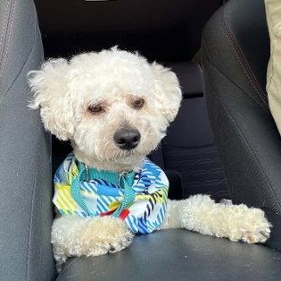 Enlarge Benji, a ADOPTABLE Bichon Frise in Mount Royal, NJ image 1/2