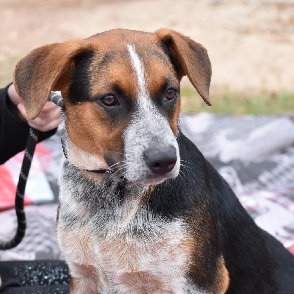 Gage, Adoptable, Puppy Male Beagle & Mixed Breed.