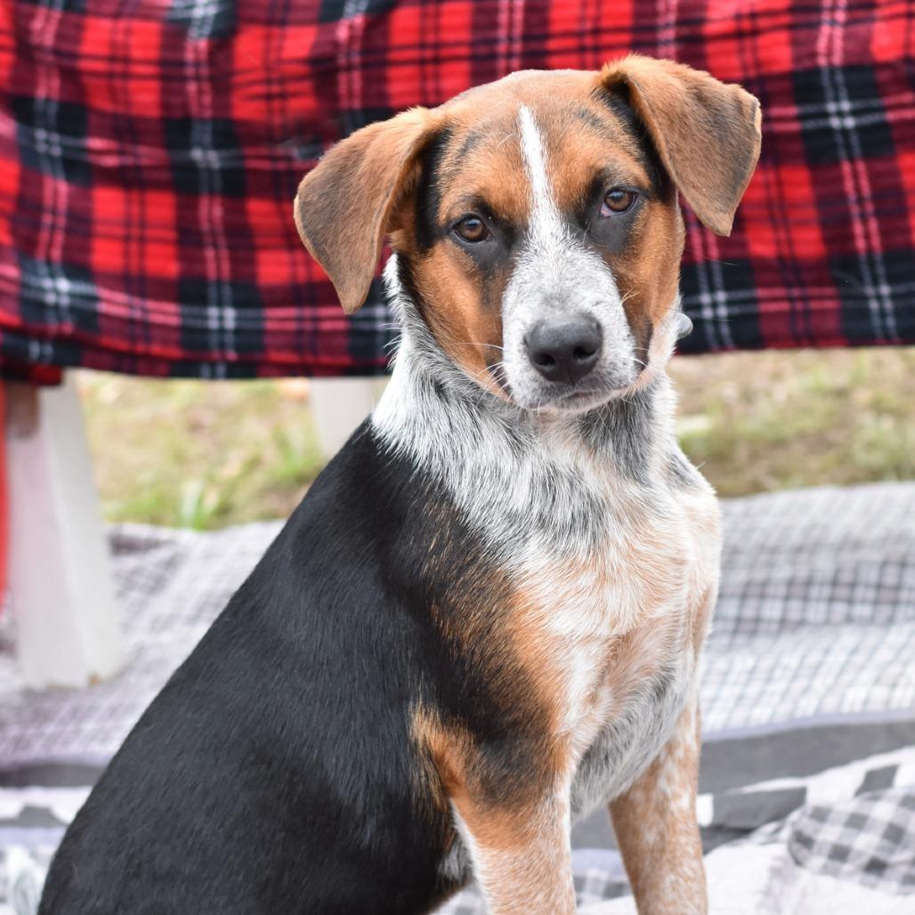 Enlarge Gage, a Adoptable mixed breed in Ft Walton Beach , FL image 2/4
