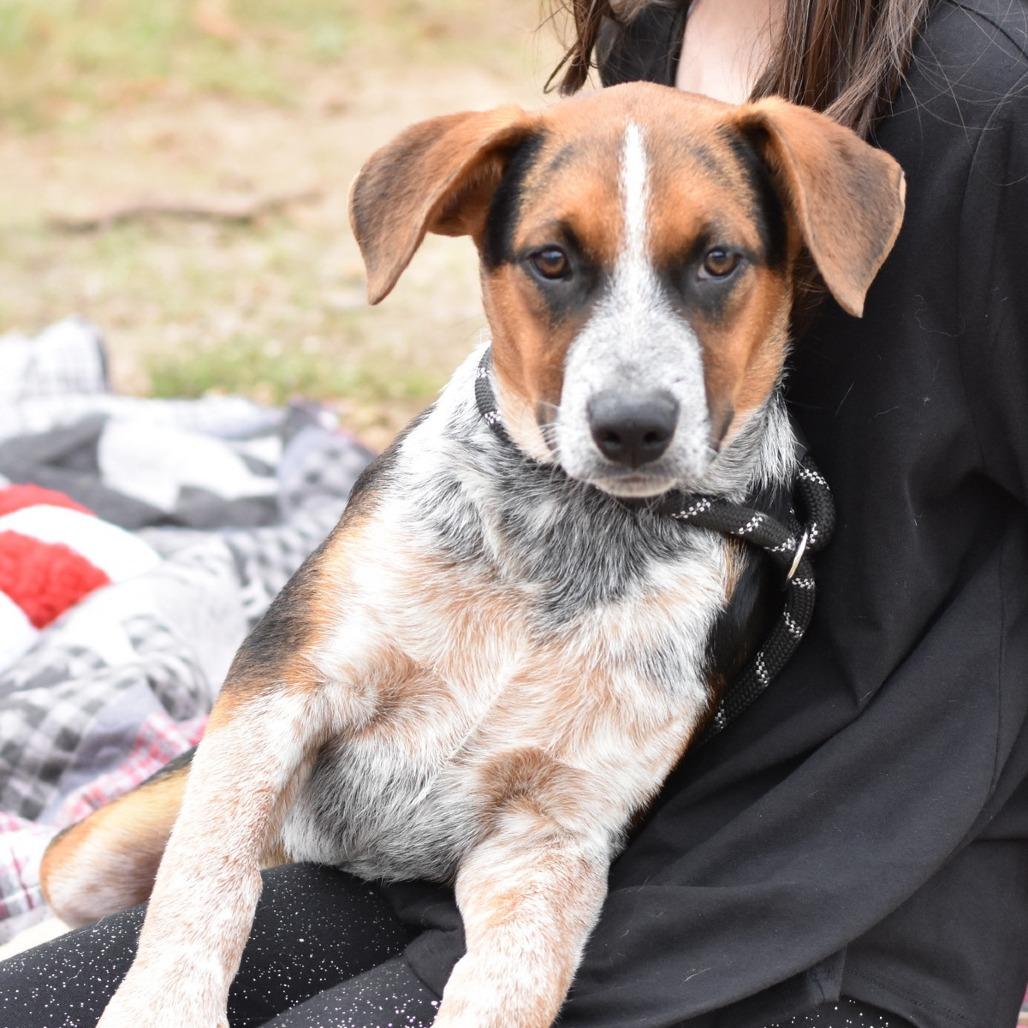 Enlarge Gage, a Adoptable mixed breed in Ft Walton Beach , FL image 3/4