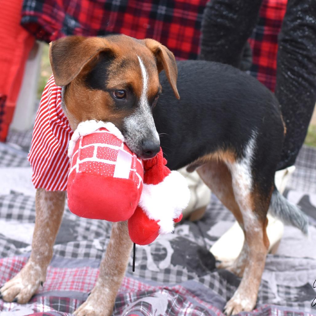 Enlarge Gage, a Adoptable mixed breed in Ft Walton Beach , FL image 4/4